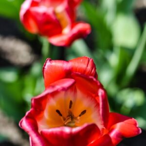 TULIPA, TULIPANO, JUDITH LEYSTER, LILIACEAE - 3158