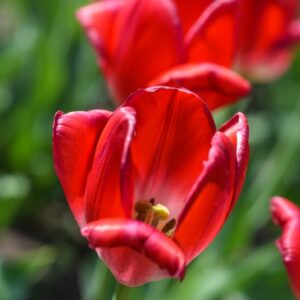 TULIPA, TULIPANO, JUDITH LEYSTER, LILIACEAE - 3159