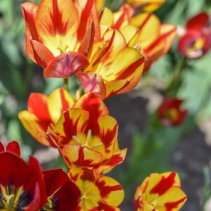TULIPA, TULIPANO, COLOUR SPECTACLE, LILIACEAE - 3161