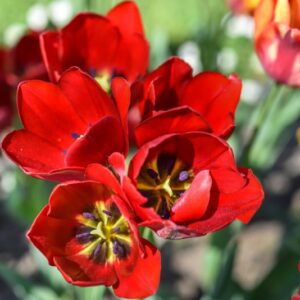 TULIPA, TULIPANO, RED GEORGETTE, LILIACEAE - 3163