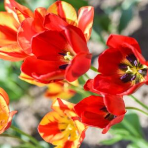 TULIPA, TULIPANO, RED GEORGETTE, LILIACEAE - 3164