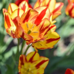 TULIPA, TULIPANO, COLOUR SPECTACLE, LILIACEAE - 3162