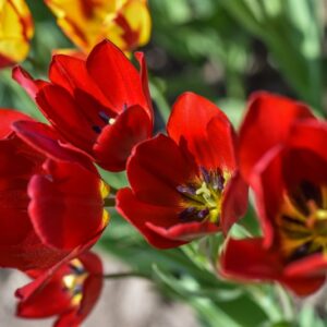 TULIPA, TULIPANO, RED GEORGETTE, LILIACEAE - 3165