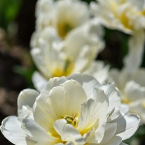 TULIPA, TULIPANO, CASABLANCA, LILIACEAE - 3168