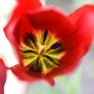TULIPA, TULIPANO, RED GEORGETTE, LILIACEAE - 3166