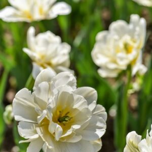 TULIPA, TULIPANO, CASABLANCA, LILIACEAE - 3169