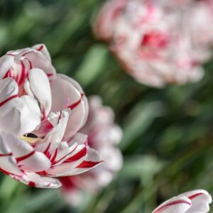 TULIPA, TULIPANO, CARNAVAL DE NICE, LILIACEAE - 3171