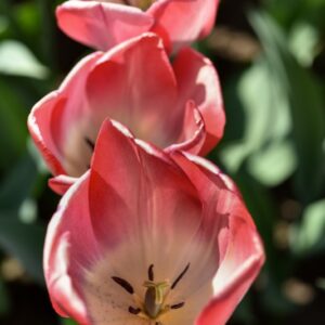 TULIPA, TULIPANO, BIG CHIEF, LILIACEAE - 3173