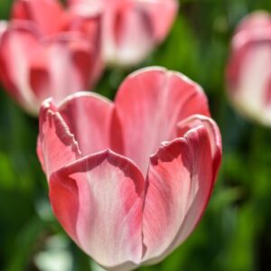 TULIPA, TULIPANO, BIG CHIEF, LILIACEAE - 3174