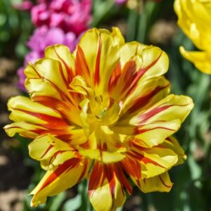 TULIPA, PRECOCI DOPPI, LILIACEAE - 3176