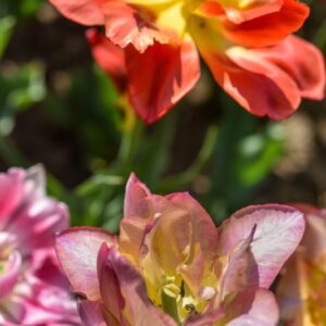 TULIPA, PRECOCI DOPPI, LILIACEAE - 3177