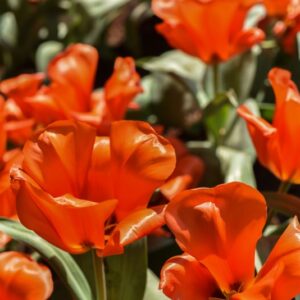TULIPA, TULIPANO, GIAIANT ORANGE SUNSET, LILIACEAE - 3179