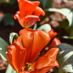 TULIPA, TULIPANO, GIAIANT ORANGE SUNSET, LILIACEAE - 3180