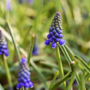 MUSCARI, ARMENIACUM, ASPARAGACEAE - 3182