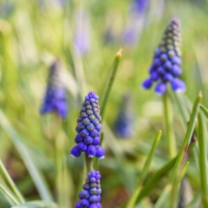 MUSCARI, ARMENIACUM, ASPARAGACEAE - 3183