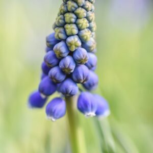 MUSCARI, ARMENIACUM, ASPARAGACEAE - 3184