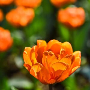 TULIPA, TULIPANO, ORANGE PRINCESS, LILIACEAE - 3186