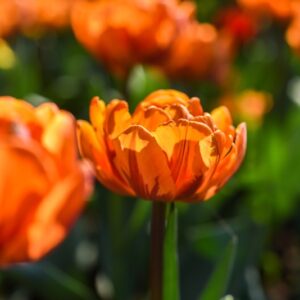 TULIPA, TULIPANO, ORANGE PRINCESS, LILIACEAE - 3187