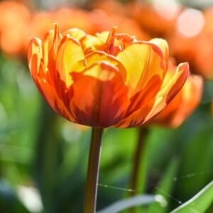 TULIPA, TULIPANO, ORANGE PRINCESS, LILIACEAE - 3188