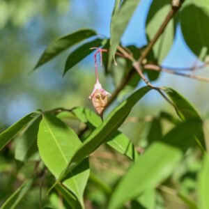STAPHYLEA, HOLOCARPA, VAR ROSEA, STAPHYLEACEAE - 3194