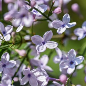 SYRINGA AFGHANA, OLEACEAE, AFGHANISTAN - 3192
