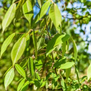 STAPHYLEA, HOLOCARPA, VAR ROSEA, STAPHYLEACEAE - 3195