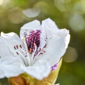 RHODODENDRON, SAPPHO, ERICACEAE - 3197