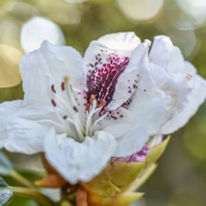 RHODODENDRON, SAPPHO, ERICACEAE - 3198