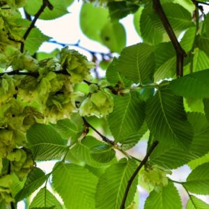 ULMUS, GLABRA, VAR PENDULA, ULMACEAE, NORD CENTRO EUROPA - 3200