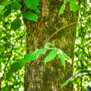 ULMUS, GLABRA, VAR PENDULA, ULMACEAE, NORD CENTRO EUROPA - 3199