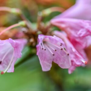 RHODODENDRON, SETA, MOUPINENSE X SPINULIFERUM, ERICACEAE - 3202