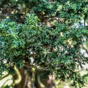 CHAMAECYPARIS, OBTUSA, LYCOPODIOIDES, CUPRESSACEAE - 3207