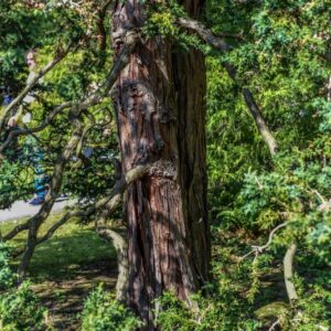 CHAMAECYPARIS, OBTUSA, LYCOPODIOIDES, CUPRESSACEAE - 3208