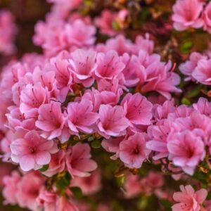 RHODODENDRON, KURUME, VAR AHASMO-MON, ERICACEAE - 3210