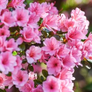 RHODODENDRON, KURUME, VAR AHASMO-MON, ERICACEAE - 3211