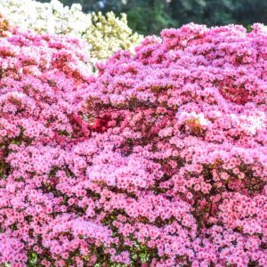 RHODODENDRON, KURUME, VAR AHASMO-MON, ERICACEAE - 3212