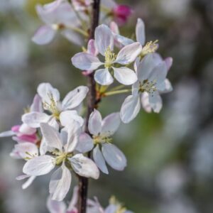 MALUS, FLORIBUNDA, ROSACEAE, GIAPPONE - 3216