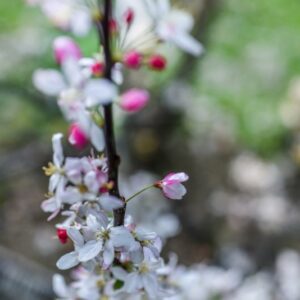 MALUS, FLORIBUNDA, ROSACEAE, GIAPPONE - 3217