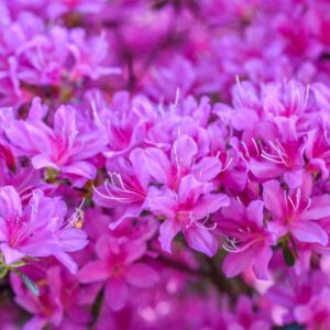 AZALEA, KURUME, VAR NAOMI, ERICACEAE - 3219