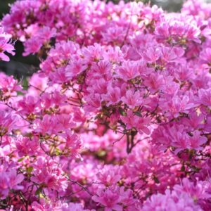 AZALEA, KURUME, VAR NAOMI, ERICACEAE - 3220