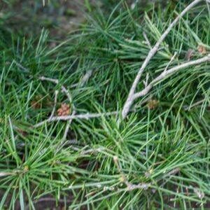 SCIADOPITYS, VERTICILLATA, PINACEAE, GIAPPONE - 3221