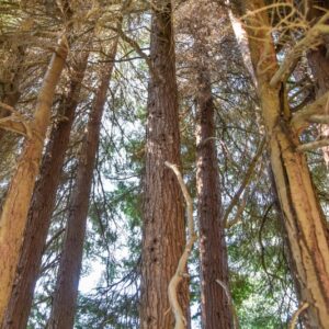 CHAMAECYPARIS, LAWSONIANA, LUTEA, CUPRESSACEAE - 3226