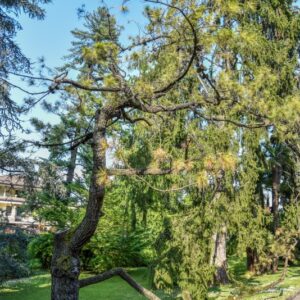 PINUS RADIATA, PINACEAE, CALIFORNIA - 3230