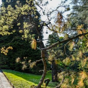 PINUS RADIATA, PINACEAE, CALIFORNIA - 3231