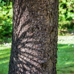PINUS, PUNGENS, VAR MOERHEIMII, PINACEAE, COLORADO, USA - 3232