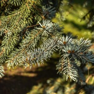 PINUS, PUNGENS, VAR MOERHEIMII, PINACEAE, COLORADO, USA - 3234