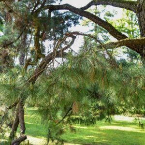 PINUS RADIATA, PINACEAE, CALIFORNIA - 3235