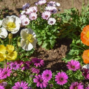 RANUNCOLI, RANUNCOLACEAE - 3236