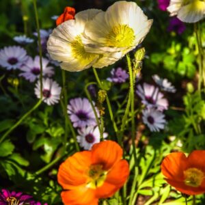 RANUNCOLI, RANUNCOLACEAE - 3237