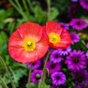 RANUNCOLI, RANUNCOLACEAE - 3239